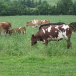 Cows Out on a Pasture