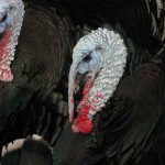 Ridely Bronze Heritage Breek Turkey
