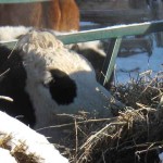 Winter Feast