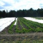 Here We Grow!