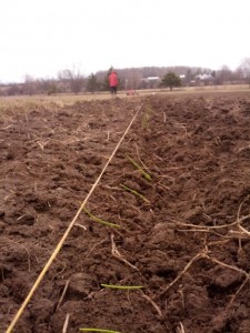Onion planting