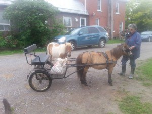 BJ fetching potatoes