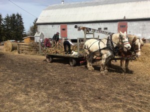 IMG_0112 (2)