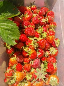 Pesticide free strawberries