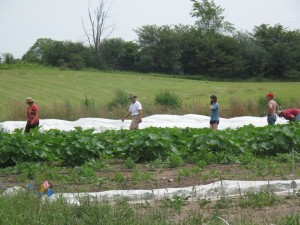 Our weeding bee in the brassicus patch!