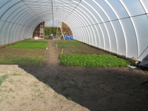 The greens for the winter CSA!
