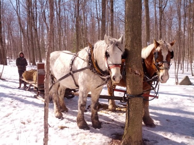 Lenny and Grey in bush