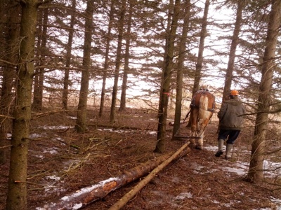 Lenny pulling out logs