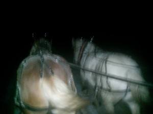 New Years wagon ride