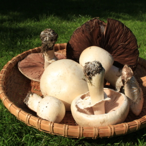 Mushrooms - Kendal Hills
