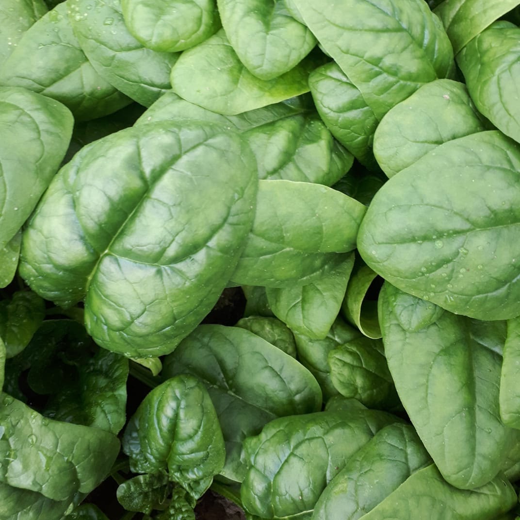 Spinach 1/4 lb bag Lunar Rhythm Gardens, Community Supported