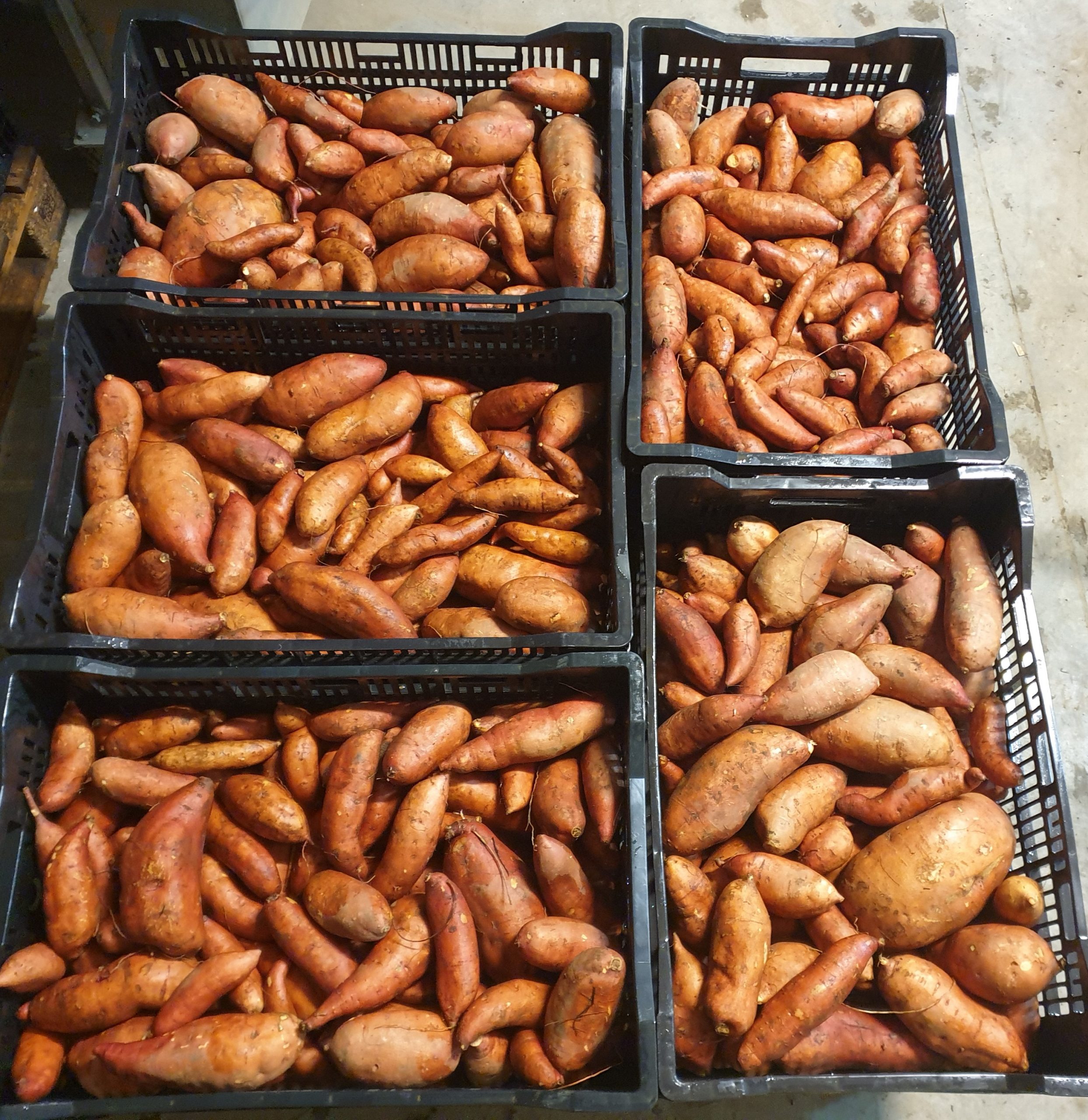 Organic Sweet Potato for sale at Lunar Rhythm Gardens