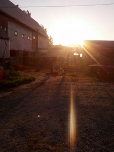 barn yard at dawn