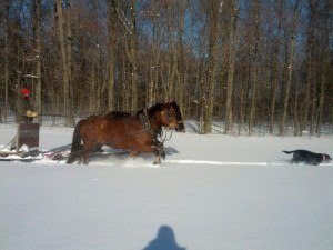 calvin and peg with missy