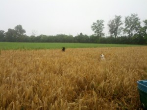 dogs in barley