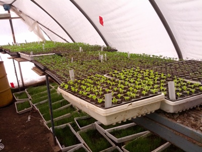 greenhouse March 20 2013