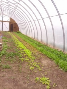 hoop house
