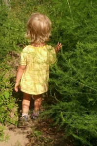 little j asparagus small