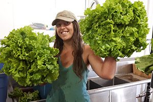 Huge Lettuce, organic summer CSA