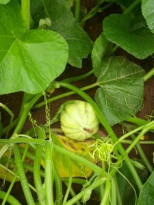 winter squash